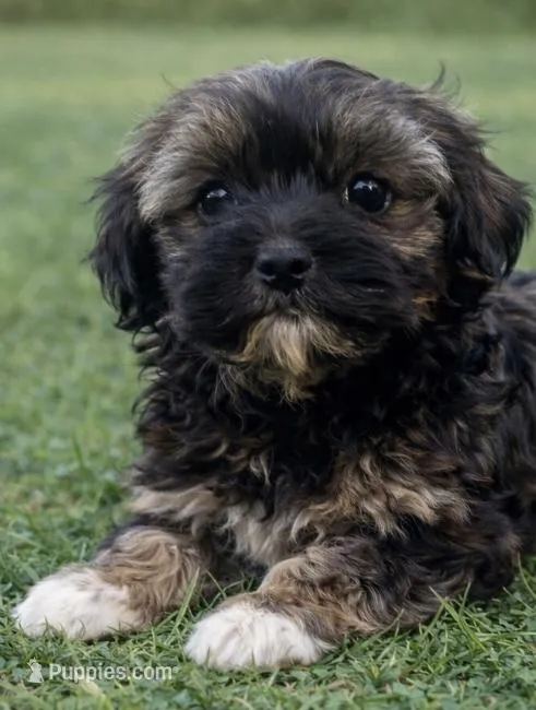 Radar – Havanese puppy for sale in Pell City, AL