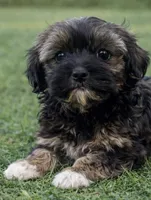 Radar, a male Havanese for sale in Pell City, AL – Photo 1 of 4