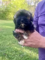 Radar, a male Havanese for sale in Pell City, AL – Photo 7 of 8
