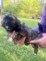 Radar, a male Havanese for sale in Pell City, AL – Photo 3 of 8