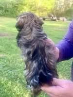 Radar, a male Havanese for sale in Pell City, AL – Photo 5 of 8