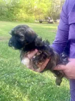 Radar, a male Havanese for sale in Pell City, AL – Photo 4 of 8