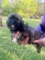 Radar, a male Havanese for sale in Pell City, AL – Photo 2 of 8