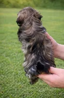 Radar, a male Havanese for sale in Pell City, AL – Photo 4 of 4