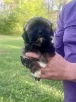 Radar, a male Havanese for sale in Pell City, AL – Photo 6 of 8