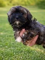 Radar, a male Havanese for sale in Pell City, AL – Photo 2 of 4