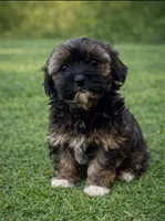 Radar, a male Havanese for sale in Pell City, AL – Photo 3 of 4