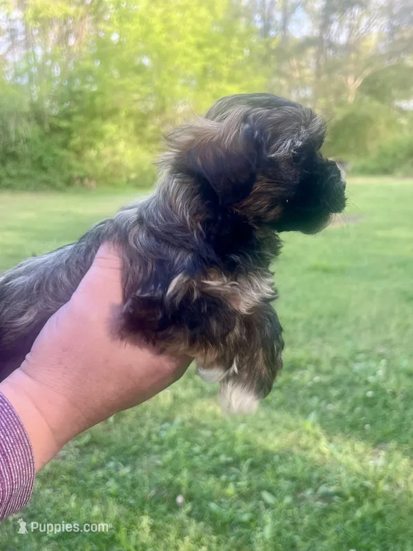 Radar – Havanese puppy for sale in Pell City, AL