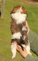 Putty, a male Cavalier King Charles Spaniel and Havanese for sale in Pell City, AL – Photo 2 of 4