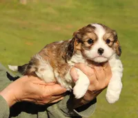 Putty, a male Cavalier King Charles Spaniel and Havanese for sale in Pell City, AL – Photo 4 of 4