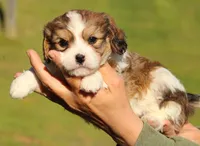 Putty, a male Cavalier King Charles Spaniel and Havanese for sale in Pell City, AL – Photo 3 of 4