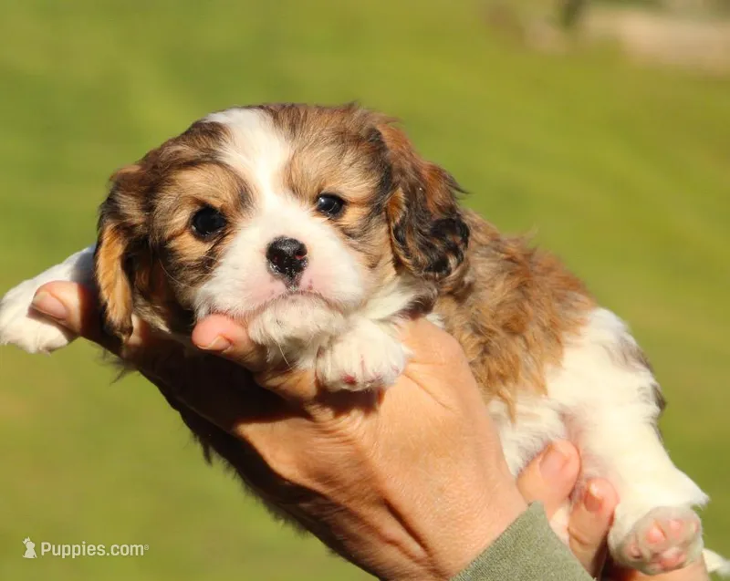 Putty, a male Cavalier King Charles Spaniel and Havanese for sale in Pell City, AL – Photo 1 of 4