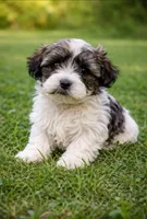 Marcus , a male Havanese for sale in Pell City, AL – Photo 2 of 3