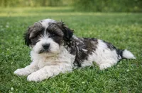 Marcus , a male Havanese for sale in Pell City, AL – Photo 1 of 3