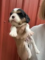 Tori, a female Cavalier King Charles Spaniel for sale in Pell City, AL – Photo 4 of 5