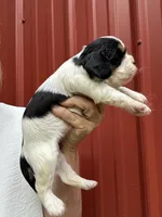 Tori, a female Cavalier King Charles Spaniel for sale in Pell City, AL – Photo 2 of 5