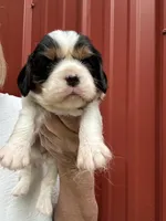 Tori, a female Cavalier King Charles Spaniel for sale in Pell City, AL – Photo 1 of 5