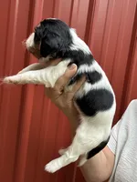 Tori, a female Cavalier King Charles Spaniel for sale in Pell City, AL – Photo 5 of 5