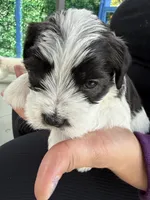 Oliver , a male Miniature Schnauzer and Shihpoo for sale in Irvington, NJ – 4 of 7