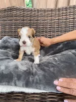 Bella , a female Miniature Schnauzer and Shihpoo for sale in Irvington, NJ – 6 of 9