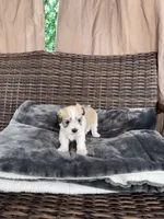 Stormy, a male Miniature Schnauzer and Shihpoo for sale in Irvington, NJ – 2 of 8