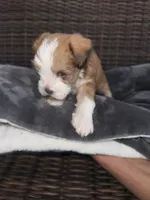 Bella , a female Miniature Schnauzer and Shihpoo for sale in Irvington, NJ – 3 of 9