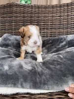 Bella , a female Miniature Schnauzer and Shihpoo for sale in Irvington, NJ – 2 of 9