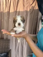 Bella , a female Miniature Schnauzer and Shihpoo for sale in Irvington, NJ – 5 of 9