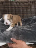Bella , a female Miniature Schnauzer and Shihpoo for sale in Irvington, NJ – 4 of 9