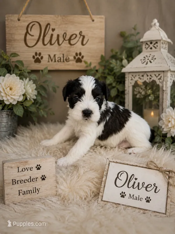 Oliver  – Miniature Schnauzer, Shihpoo puppy for sale in Irvington, NJ