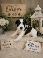 Oliver , a male Miniature Schnauzer and Shihpoo for sale in Irvington, NJ – 1 of 7