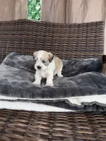 Stormy, a male Miniature Schnauzer and Shihpoo for sale in Irvington, NJ – 5 of 8