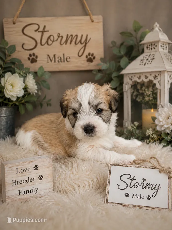 Stormy – Miniature Schnauzer, Shihpoo puppy for sale in Irvington, NJ