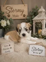 Stormy, a male Miniature Schnauzer and Shihpoo for sale in Irvington, NJ – 1 of 8
