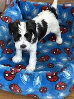 Oliver , a male Miniature Schnauzer and Shihpoo for sale in Irvington, NJ – 2 of 7