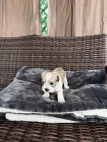 Stormy, a male Miniature Schnauzer and Shihpoo for sale in Irvington, NJ – 7 of 8