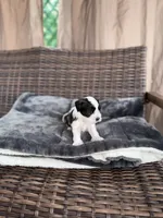 Oliver , a male Miniature Schnauzer and Shihpoo for sale in Irvington, NJ – 6 of 7