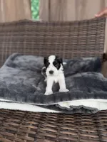 Oliver , a male Miniature Schnauzer and Shihpoo for sale in Irvington, NJ – 5 of 7