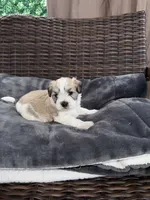 Stormy, a male Miniature Schnauzer and Shihpoo for sale in Irvington, NJ – 3 of 8
