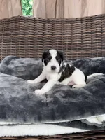 Oliver , a male Miniature Schnauzer and Shihpoo for sale in Irvington, NJ – 7 of 7