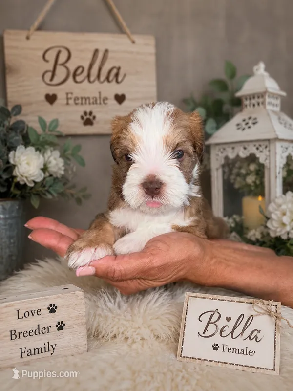 Bella  – Miniature Schnauzer, Shihpoo puppy for sale in Irvington, NJ