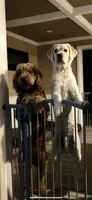 Luca, a female Goldendoodle and Labradoodle for sale in Milford, NJ – 4 of 4