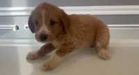 Billy, a male Goldendoodle and Labradoodle for sale in Milford, NJ – 2 of 4