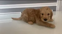 Diego, a male Goldendoodle and Labradoodle for sale in Milford, NJ – 5 of 8