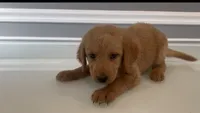 Emma, a female Goldendoodle and Labradoodle for sale in Milford, NJ – 4 of 5