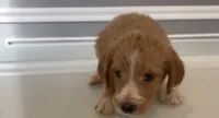 Billy, a male Goldendoodle and Labradoodle for sale in Milford, NJ – 3 of 4