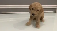 Luca, a female Goldendoodle and Labradoodle for sale in Milford, NJ – 2 of 4