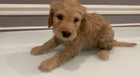 Diego, a male Goldendoodle and Labradoodle for sale in Milford, NJ – 2 of 8