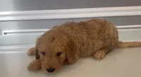 Diego, a male Goldendoodle and Labradoodle for sale in Milford, NJ – 7 of 8