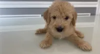 Luca, a female Goldendoodle and Labradoodle for sale in Milford, NJ – 3 of 4